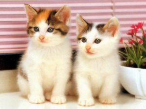Tips Cara Merawat Kucing Anggora Agar Bulunya Tebal Dan Sehat